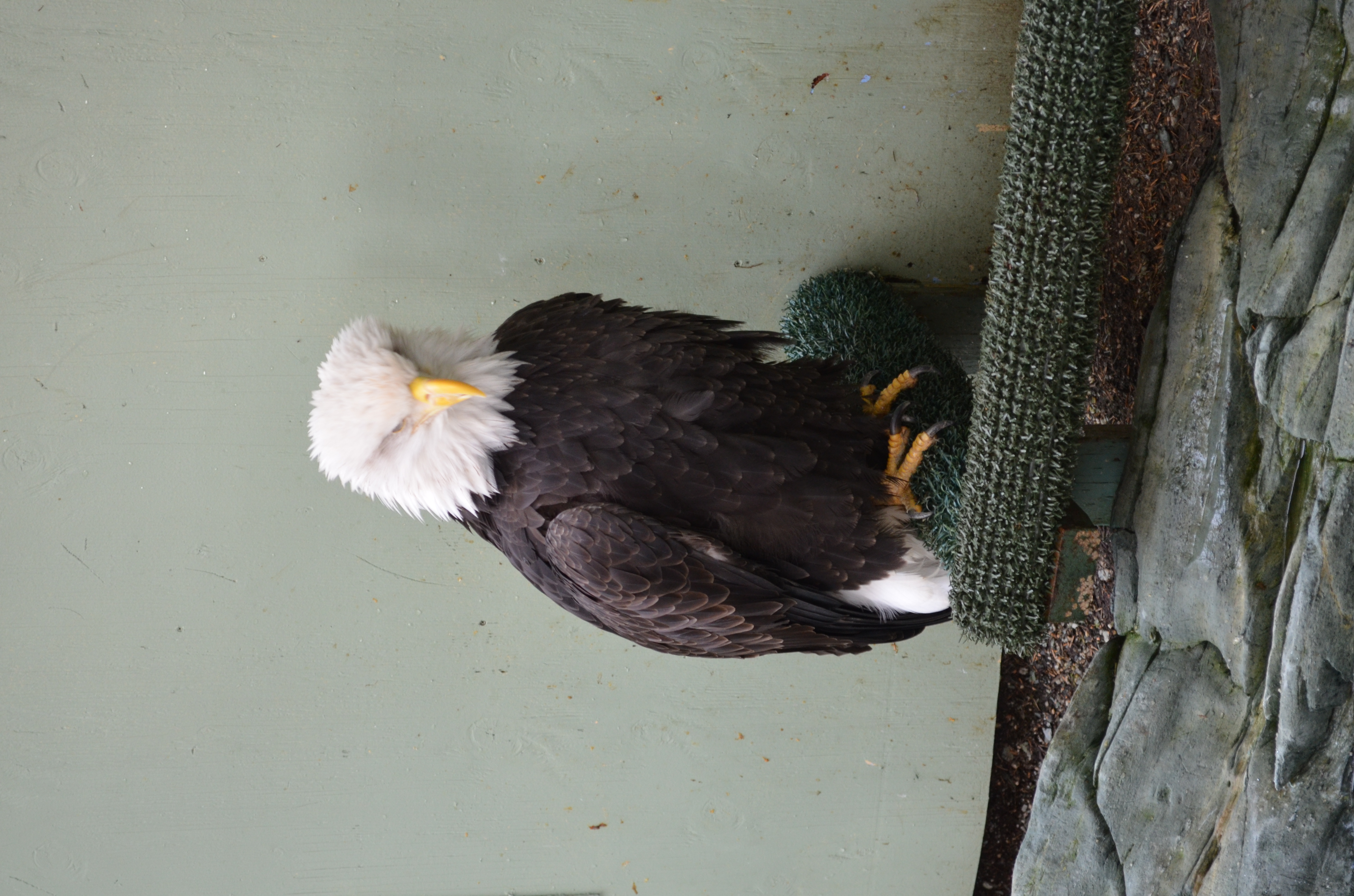 ./2017/08 - Alaska Cruise/08 - Juneau/DSC_0890.JPG